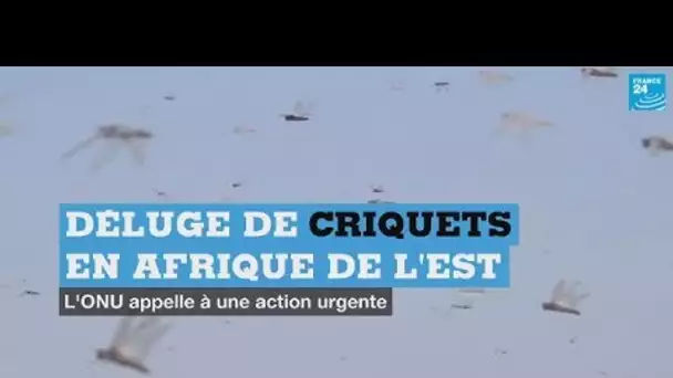 Criquets en Afrique de l'Est : l'ONU tire la sonnette d'alarme