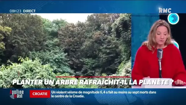 Planter un arbre rafraichit-il la planète ?