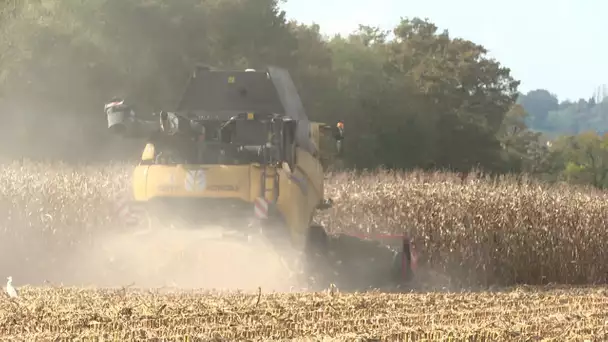 Année difficile pour les producteurs de maïs