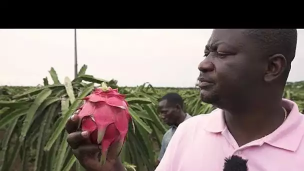 L'Angola, diamant brut en matière de production agricole