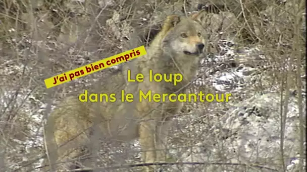 J'ai pas bien compris : le loup dans le Mercantour