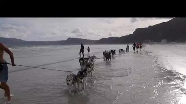 Afrique du Sud : des traineaux de huskies sur des plages de sable fin