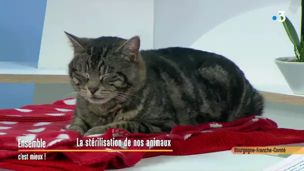 La stérilisation de nos animaux