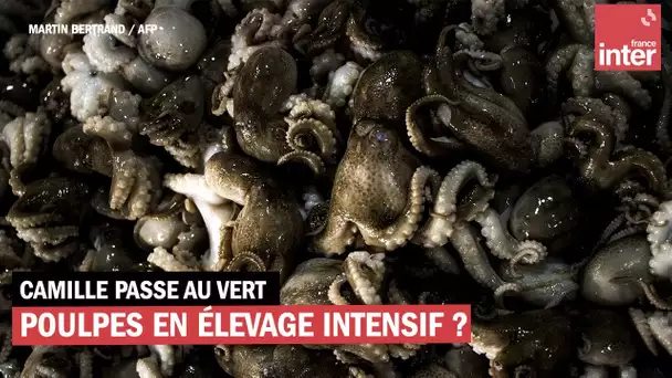 Poulpes : bientôt une ferme d'élevage intensif ?