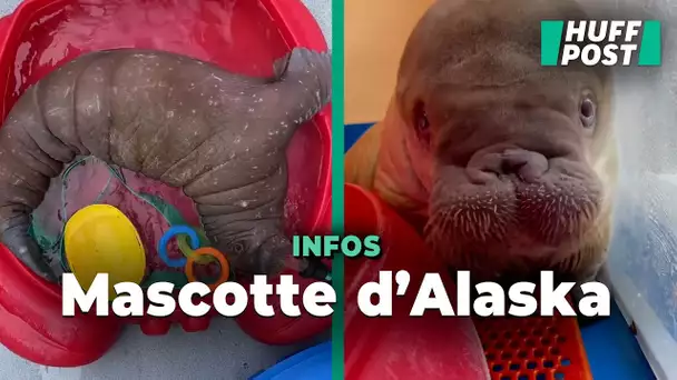 Un bébé morse abandonné est devenu la star de cet aquarium en Alaska