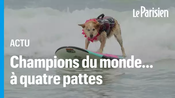 Des dizaines de chiens ont participé au championnat du monde de surf canin en Californie