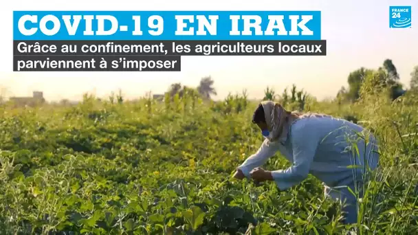Covid-19 en Irak : grâce au confinement, les agriculteurs locaux parviennent à s'imposer