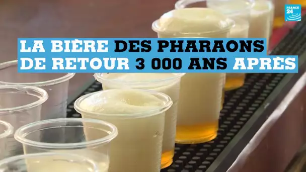 La bière des Pharaons recréée avec une levure de 3 000 ans