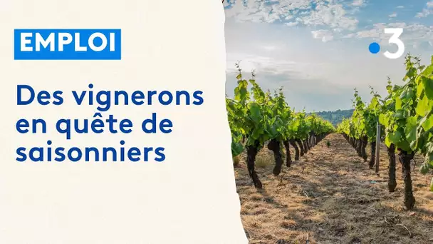 Des vignerons en quête de saisonniers