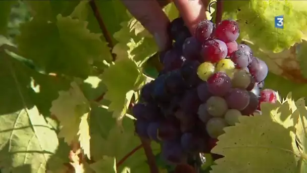 Les vendanges sur les coteaux de Saint Martin de Boscherville