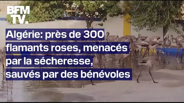 Algérie: des bénévoles sauvent près de 300 jeunes flamants roses