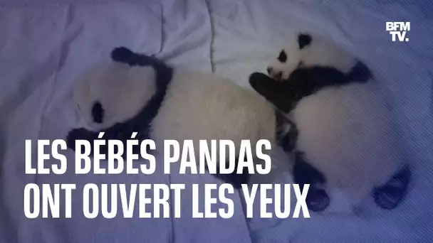 Les jumelles pandas du Zoo de Beauval grandissent et ont ouvert les yeux