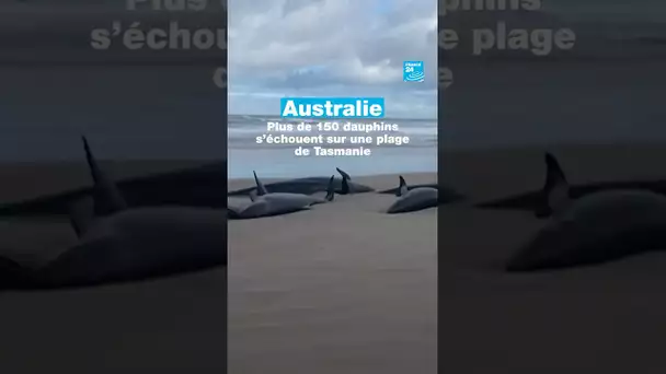 #Australie : plus de 150 #dauphins s'échouent sur une plage de Tasmanie  • FRANCE 24