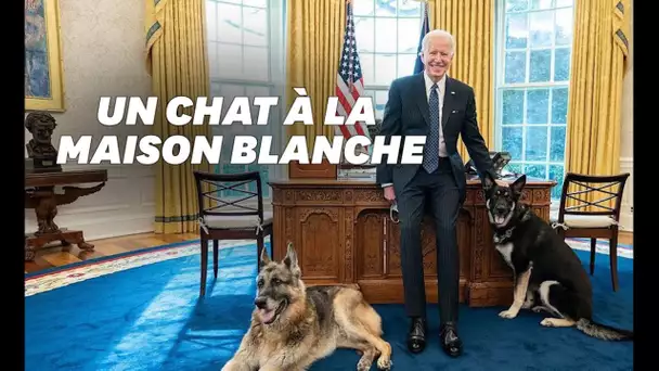 Bientôt le retour d'un chat à la Maison Blanche