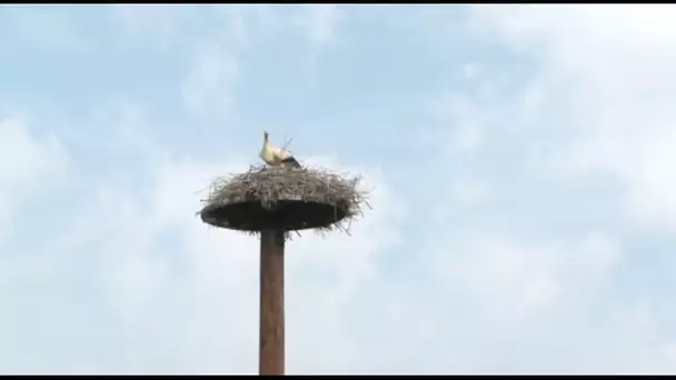 Après avoir été bagués, les petits cigogneaux retrouvent leur mère