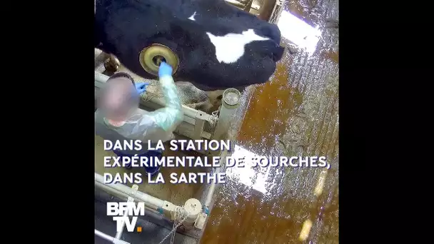 "Vaches hublots": la nouvelle vidéo choc de L214