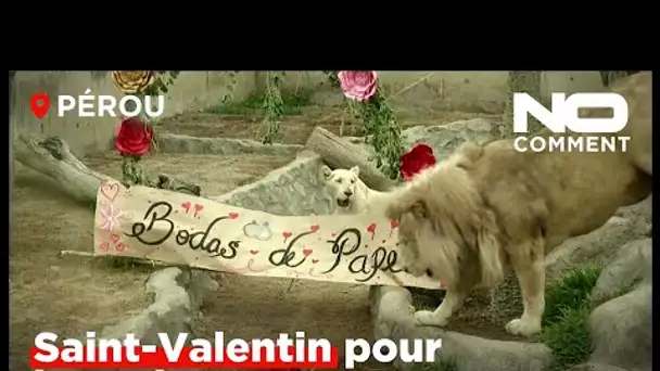 Dans un zoo péruvien, les animaux aussi ont droit à leur Saint-Valentin