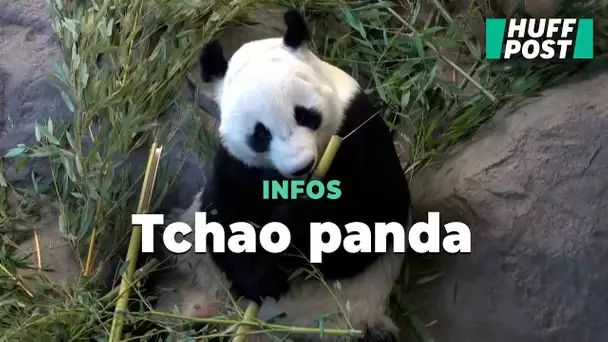 Pourquoi ce zoo finlandais rend ces deux pandas à la Chine huit ans plus tôt que prévu