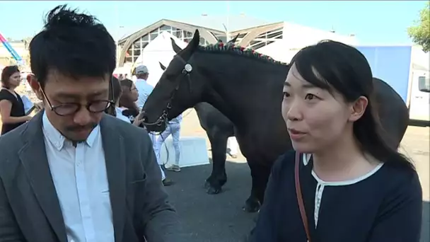 Château-Gontier : les chevaux de trait attirent les clients japonais