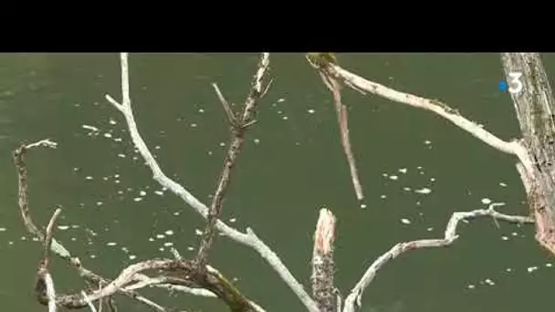 Berges de rivière sous surveillance et inquiétude des riverains de l'Agout dans le Tarn