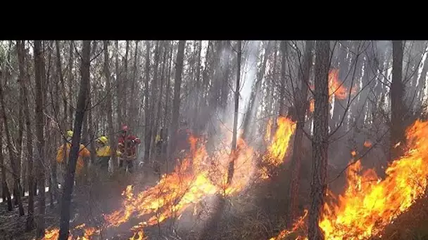 Chaleur en janvier en Europe et prévention des feux au Portugal : un nouveau point sur le climat