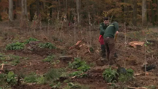 Plantation de 125 chênes en forêt de Senonches en Eure-et-Loir