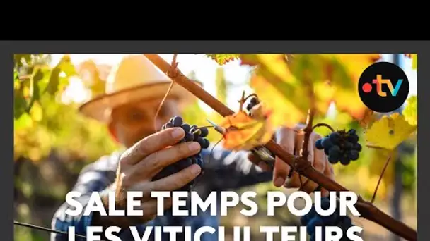 Depuis 20 ans tout est plus difficile les vignes en souffrance en cause les éléments climatiques