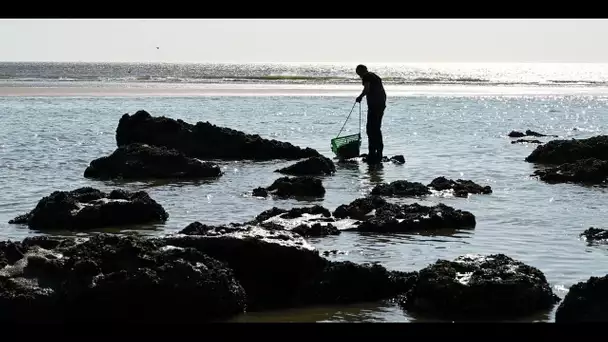 Sur la Côte d'Opale, Myriam Pont exerce le métier de pêcheuse à pied de moules