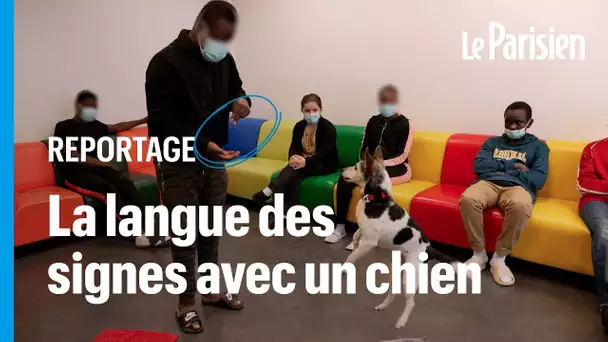 Ces chiens ont appris la langue des signes pour aider des jeunes sourds et malentendants