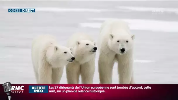 Les ours polaires pourraient totalement disparaître de la surface de la terre, d'ici 2100