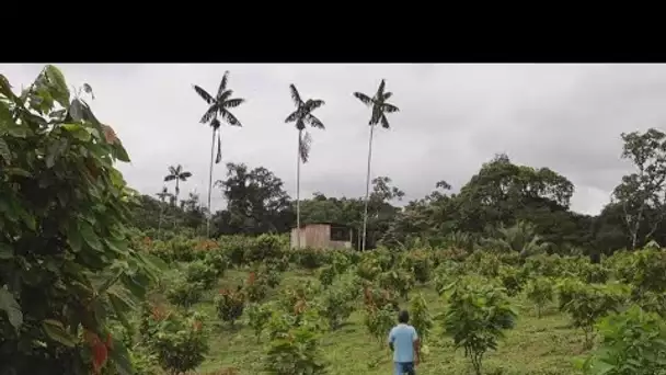 En Équateur, les enjeux de la reforestation