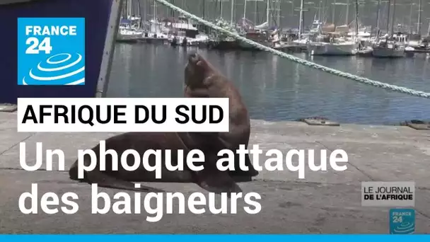 Afrique du Sud : attaques anormales de phoques au Cap • FRANCE 24