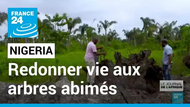 Nigeria : redonner une seconde vie aux arbres abimés • FRANCE 24