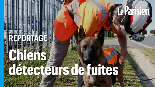 Avec leur truffe d'exception, ces chiens détectent les fuites d'eau