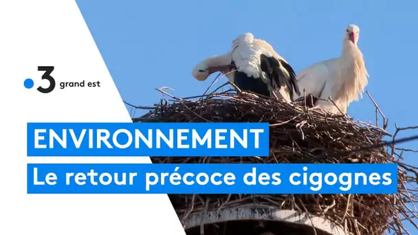 Le retour précoce des cigognes en Alsace