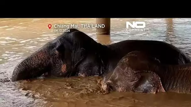 Les éléphants victimes des inondations en Thaïlande