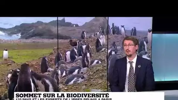 Protection des écosystèmes : un sommet sur la biodiversité réunit 132 pays à Paris