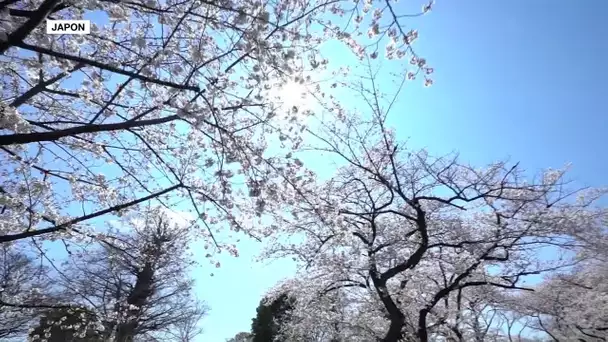 Hanami, le duo français sort un premier album "D'Automne"