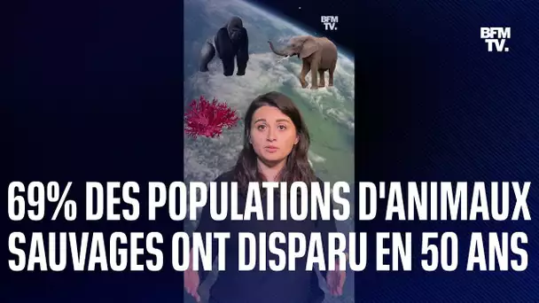 Gorilles, éléphants... 69% des populations d'animaux sauvages ont disparu en 50 ans, selon WWF