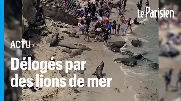 Etats-Unis : deux lions de mer font fuir les baigneurs d'une plage de San Diego