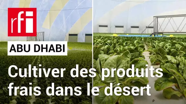 Emirats arabes unis : cultiver des produits frais... dans le désert ! • RFI