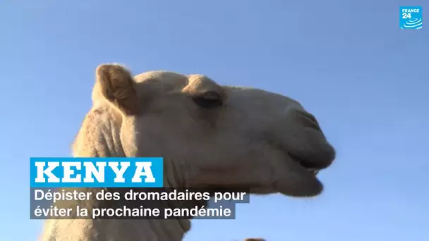 Kenya : dépister des dromadaires pour éviter la prochaine pandémie