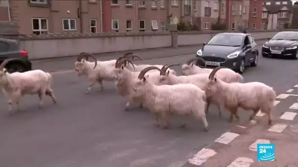 Pays-de-Galles : prolifération de chèvres à  Llandudno