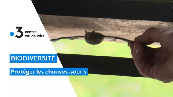 Protéger : les chauves souris du Cher