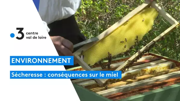 Sécheresse : quel impact sur l'apiculture et la production de miel ?