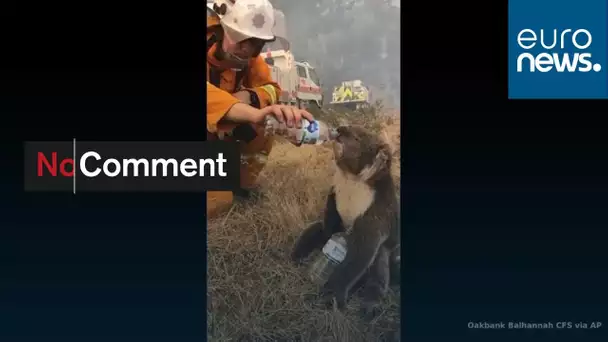 Incendies en Australie : un koala secouru par les pompiers