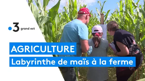 Un labyrinthe de maïs à la ferme de Kleinwald à Breidenbach