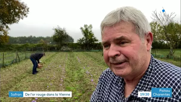 La récolte du safran dans la Vienne