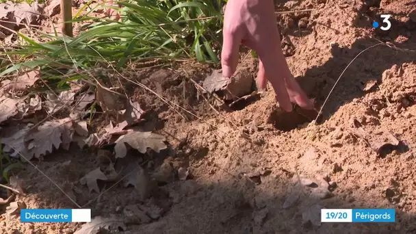 Sur la piste des animaux de la forêt