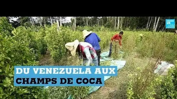 Du Venezuela aux champs de coca colombiens